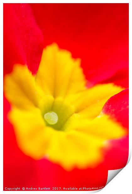 Macro of a Polyanthus Print by Andrew Bartlett