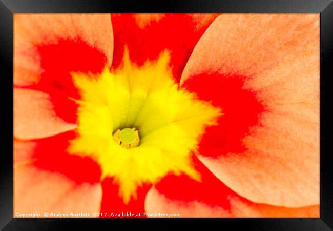 Macro of a Polyanthus Framed Print by Andrew Bartlett