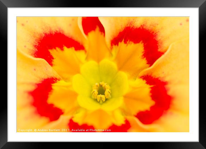 Macro of a Polyanthus Framed Mounted Print by Andrew Bartlett