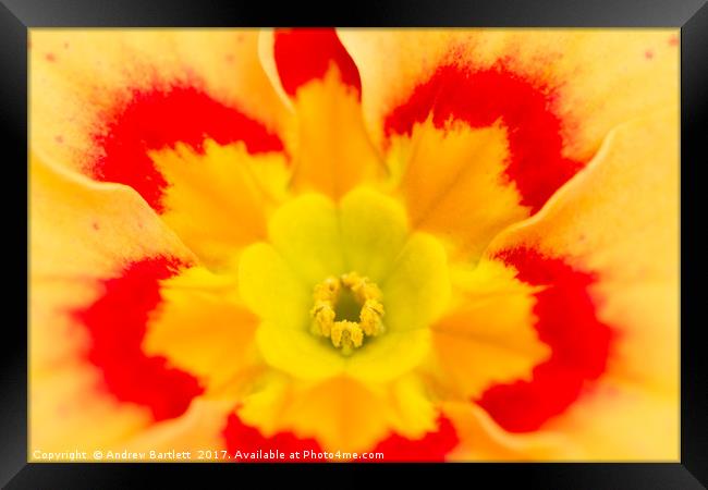 Macro of a Polyanthus Framed Print by Andrew Bartlett