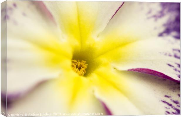 Macro of a Pansy Canvas Print by Andrew Bartlett