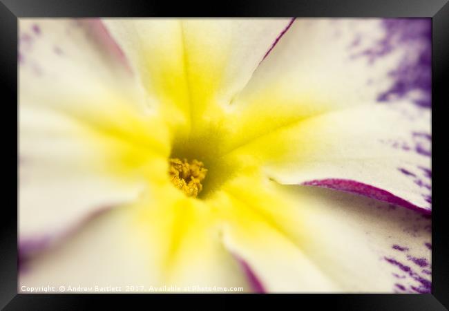 Macro of a Pansy Framed Print by Andrew Bartlett