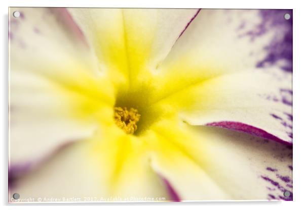 Macro of a Pansy Acrylic by Andrew Bartlett