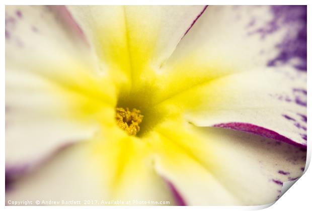 Macro of a Pansy Print by Andrew Bartlett