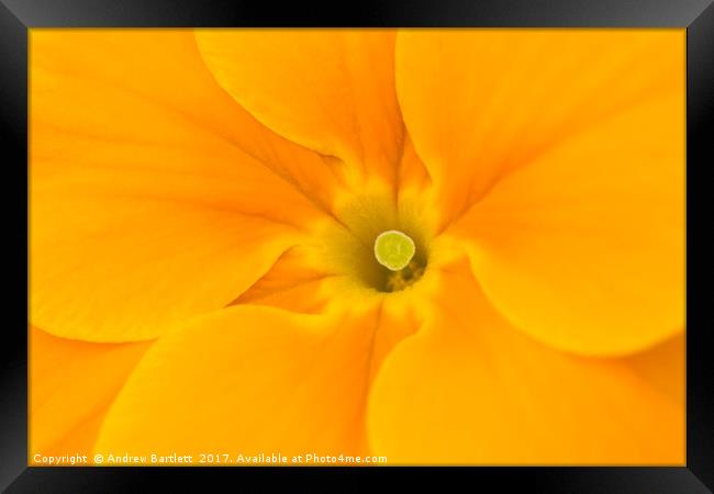 Macro of a Polyanthus Framed Print by Andrew Bartlett