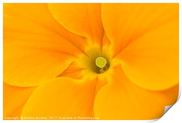 Macro of a Polyanthus Print by Andrew Bartlett