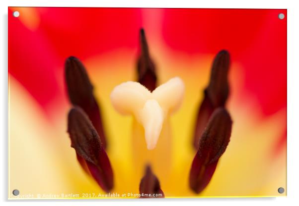 Macro of a Tulip Acrylic by Andrew Bartlett