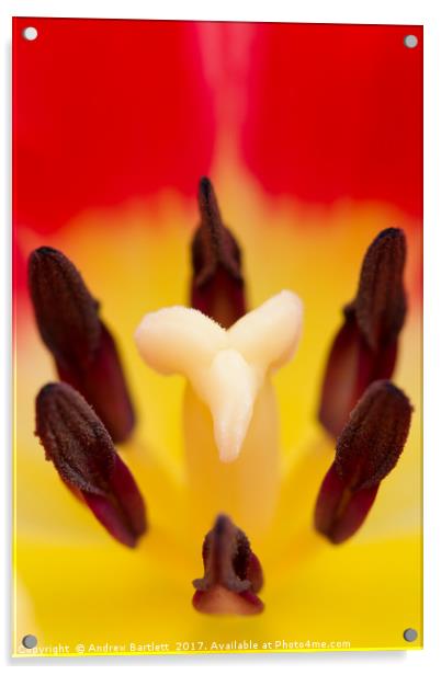 Tulip macro Acrylic by Andrew Bartlett