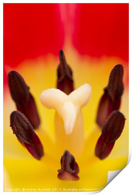 Tulip macro Print by Andrew Bartlett