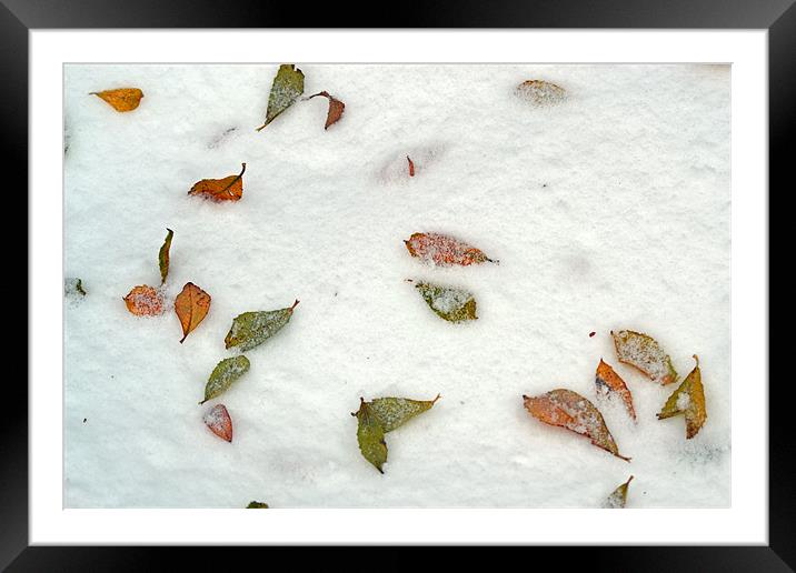 Fallen Autumn in December Framed Mounted Print by Donna Collett