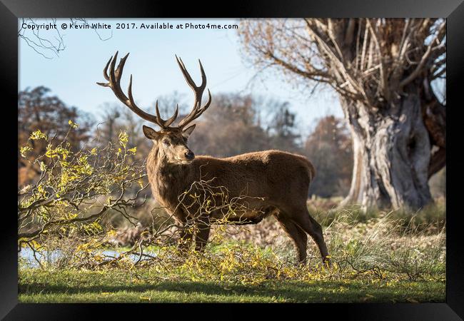 Wild Deer Framed Print by Kevin White