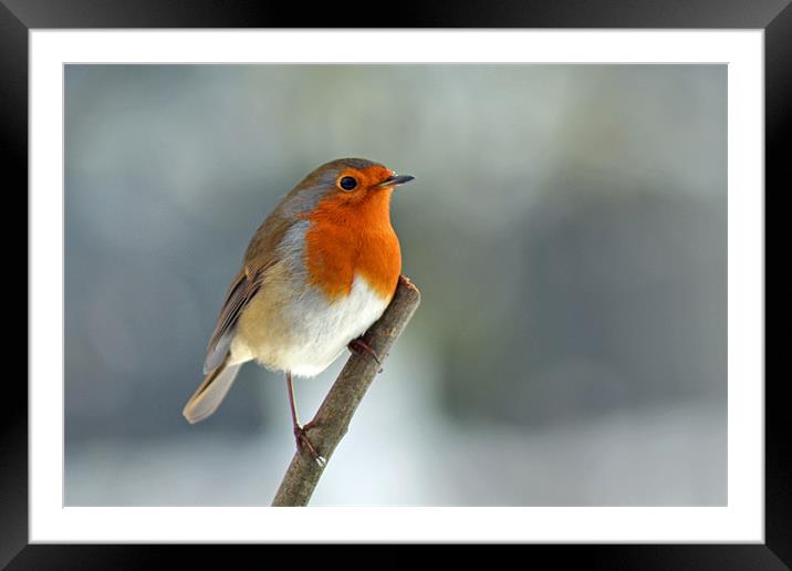 Winter Robin Framed Mounted Print by Donna Collett