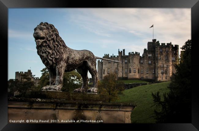 Lion at Alnwick Castle in Northumberland Framed Print by Philip Pound