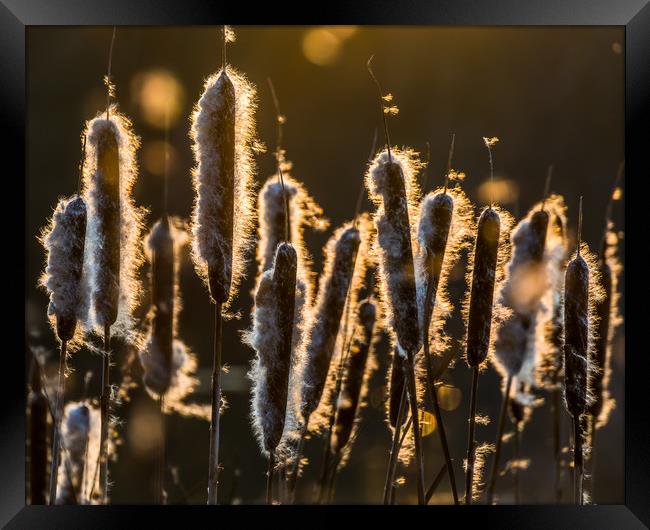 Bullrush Sunset Framed Print by Colin Stock