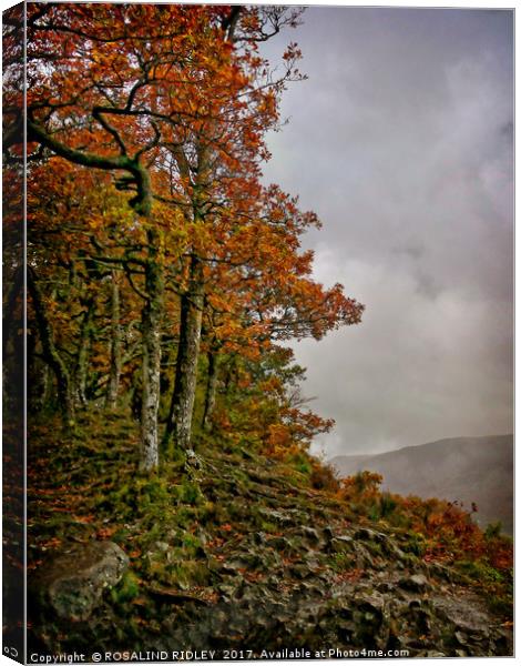 "Autumn on the misty mountain top" Canvas Print by ROS RIDLEY