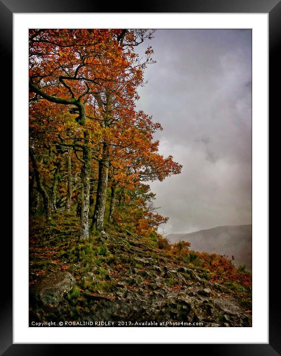 "Autumn on the misty mountain top" Framed Mounted Print by ROS RIDLEY