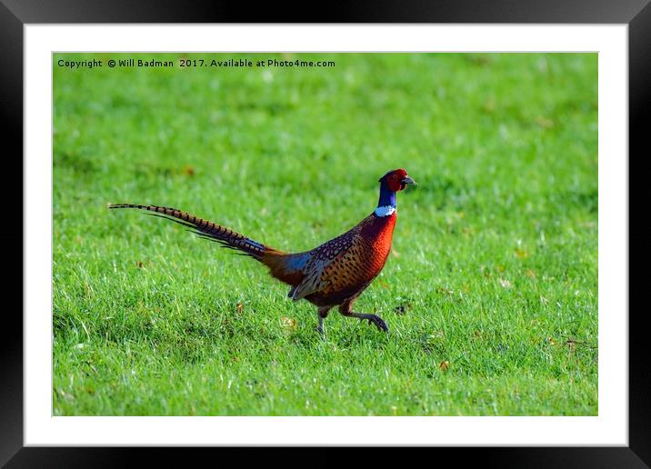 Pheasant in a field at Yeovil Somerset Uk Framed Mounted Print by Will Badman