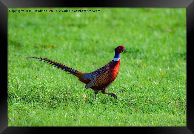 Pheasant in a field at Yeovil Somerset Uk Framed Print by Will Badman