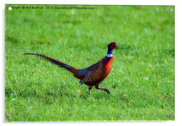 Pheasant in a field at Yeovil Somerset Uk Acrylic by Will Badman