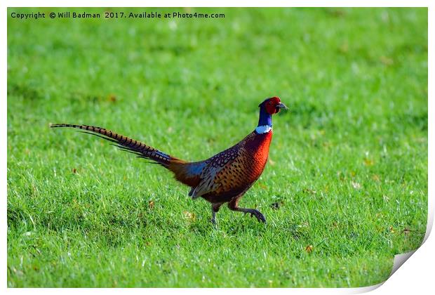 Pheasant in a field at Yeovil Somerset Uk Print by Will Badman