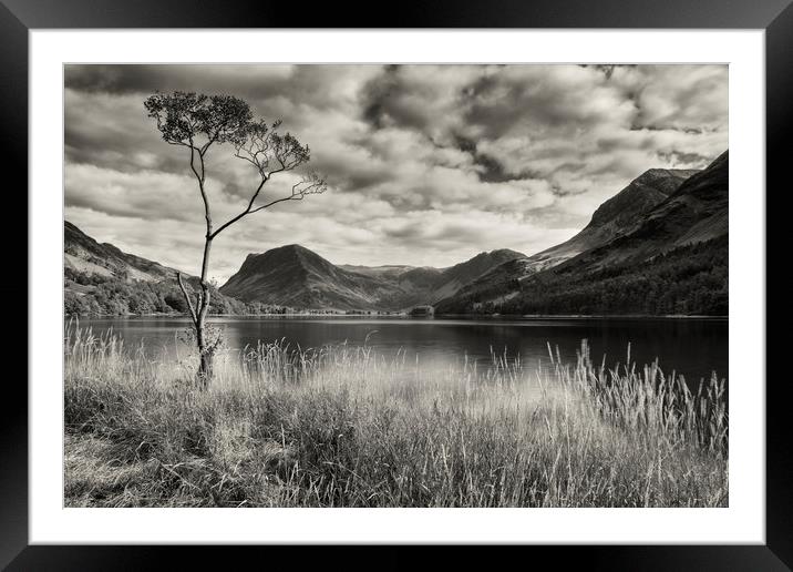 Lone tree at Buttermere Framed Mounted Print by Peter Scott