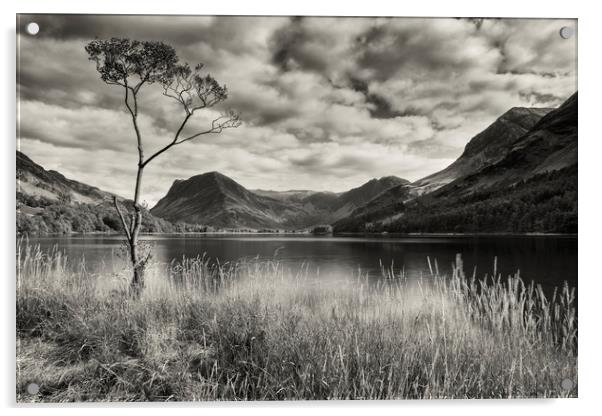 Lone tree at Buttermere Acrylic by Peter Scott