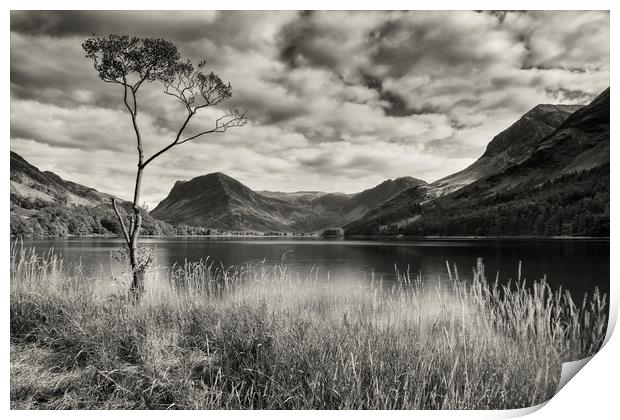 Lone tree at Buttermere Print by Peter Scott