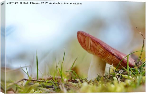 Russula Canvas Print by Mark  F Banks