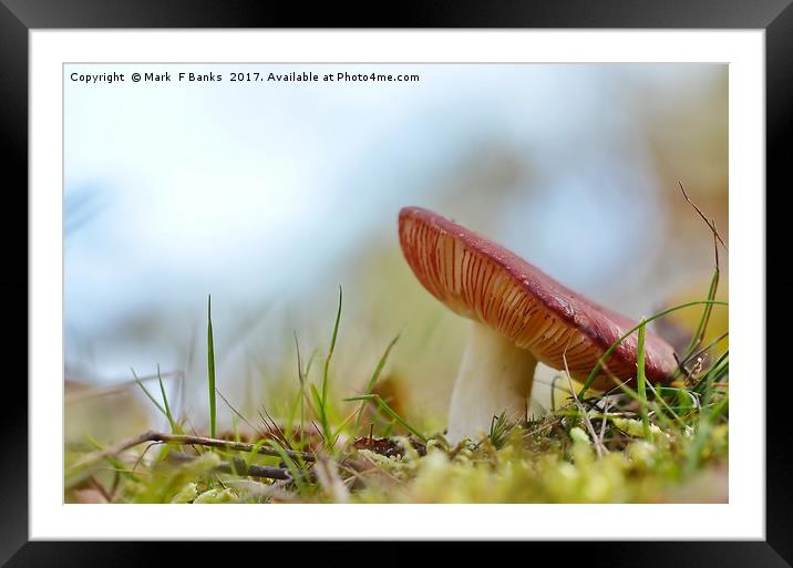 Russula Framed Mounted Print by Mark  F Banks
