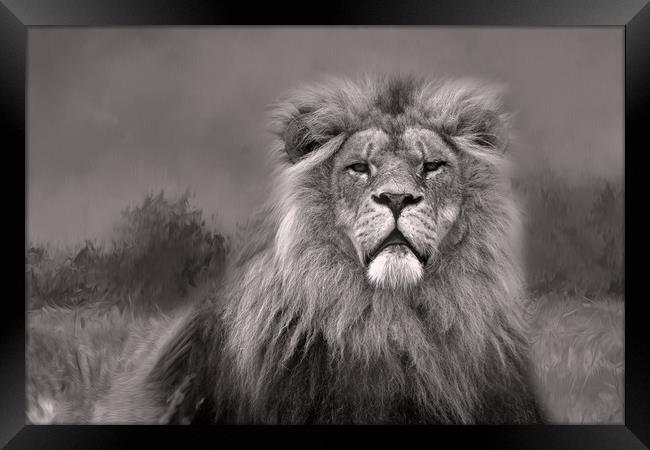 King of the Jungle  Framed Print by Chantal Cooper