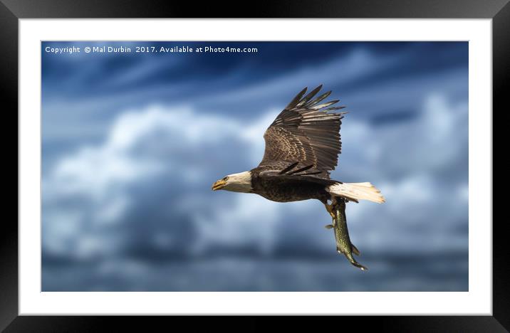 Bald Eagle with a Fish Framed Mounted Print by Mal Durbin