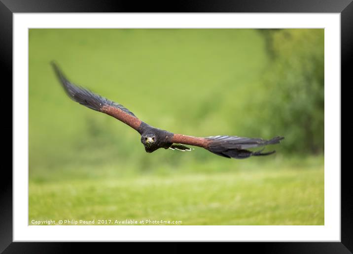 Hen Harrier Bird of Prey in Flight Framed Mounted Print by Philip Pound