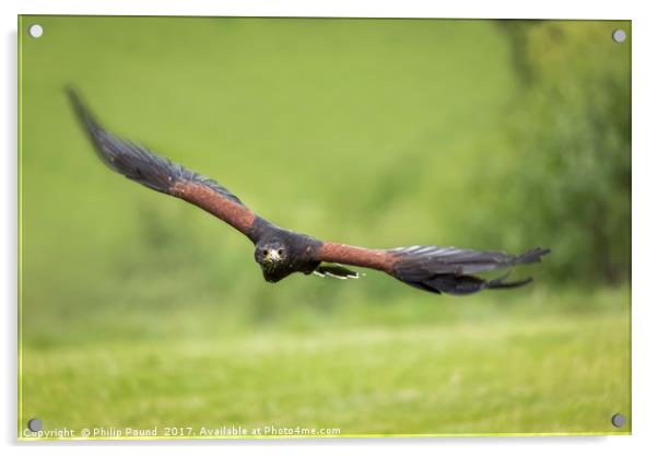 Hen Harrier Bird of Prey in Flight Acrylic by Philip Pound