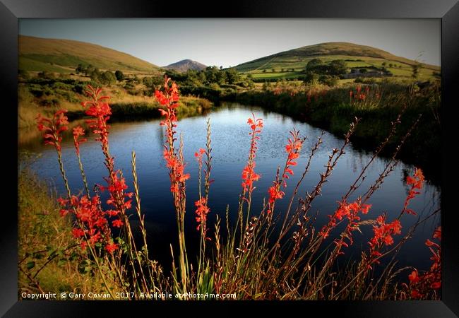 Montbretia In the Mourne Mountains Framed Print by Gary Cowan