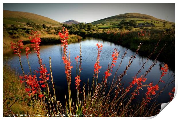 Montbretia In the Mourne Mountains Print by Gary Cowan