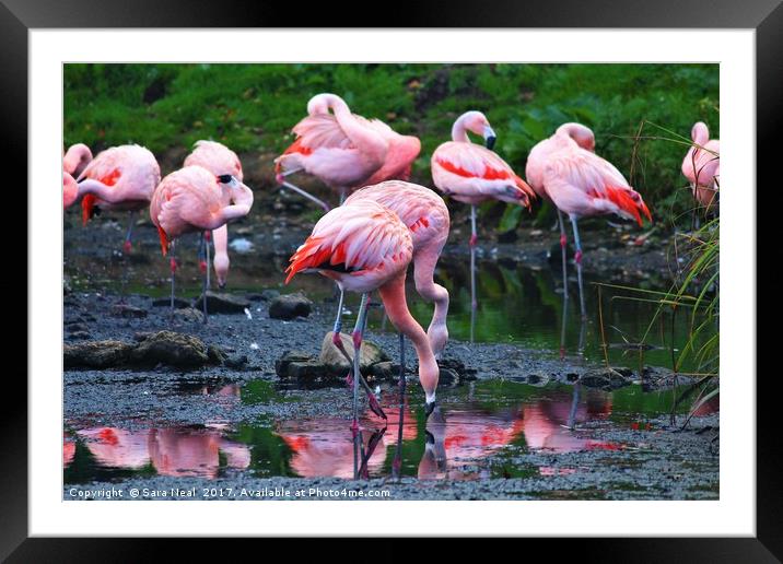 Pink Flamingos Framed Mounted Print by Sara Neal
