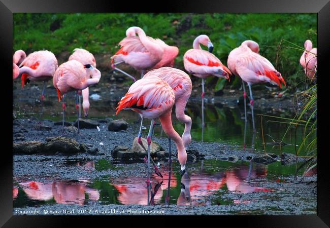 Pink Flamingos Framed Print by Sara Neal