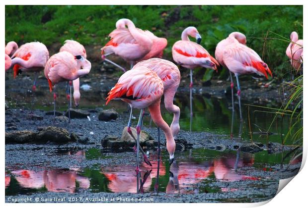 Pink Flamingos Print by Sara Neal