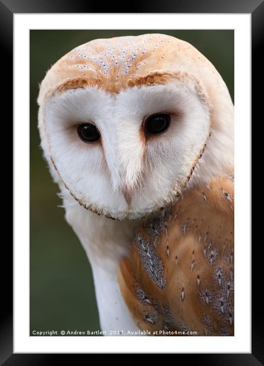 Barn Owl Framed Mounted Print by Andrew Bartlett