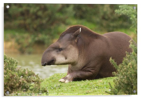 Tapir Acrylic by Andrew Bartlett