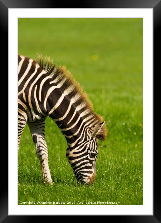 Baby Zebra Framed Mounted Print by Andrew Bartlett