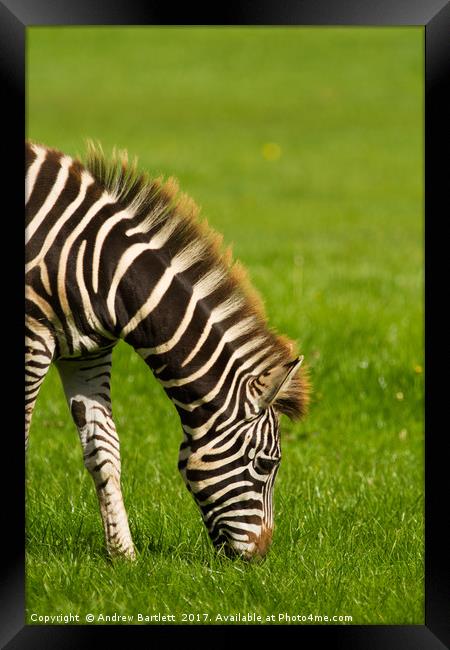 Baby Zebra Framed Print by Andrew Bartlett