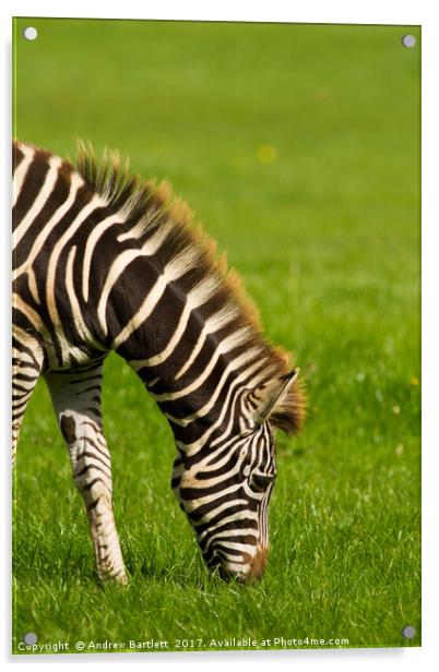Baby Zebra Acrylic by Andrew Bartlett