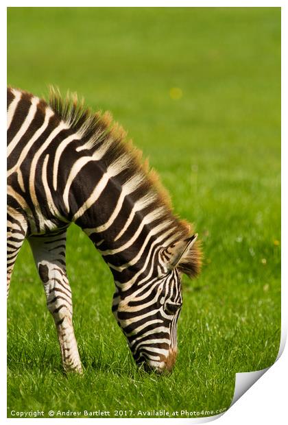Baby Zebra Print by Andrew Bartlett