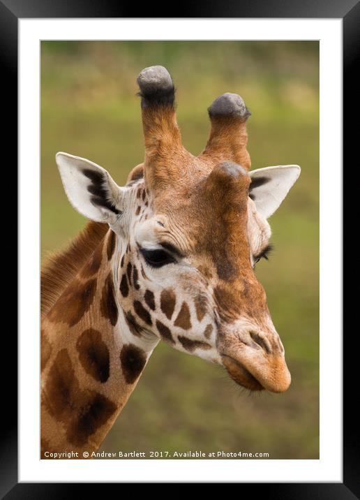 Giraffe Framed Mounted Print by Andrew Bartlett