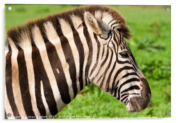 Zebra Acrylic by Andrew Bartlett
