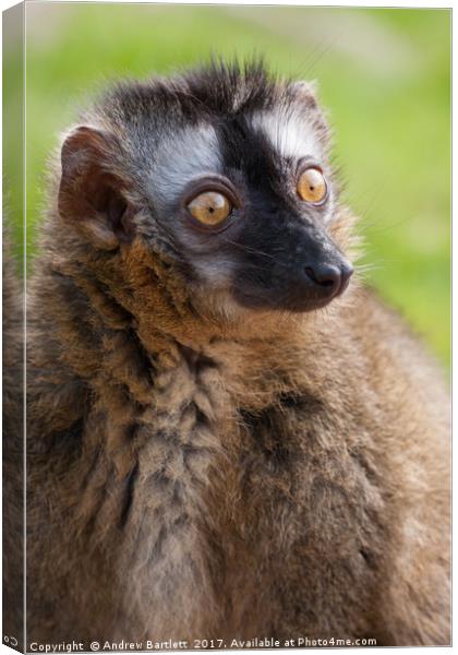 Red Fronted Lemur Canvas Print by Andrew Bartlett