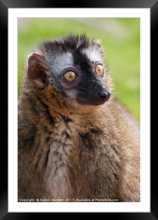 Red Fronted Lemur Framed Mounted Print by Andrew Bartlett