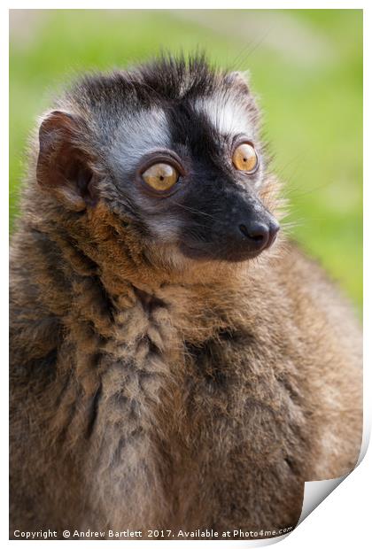 Red Fronted Lemur Print by Andrew Bartlett