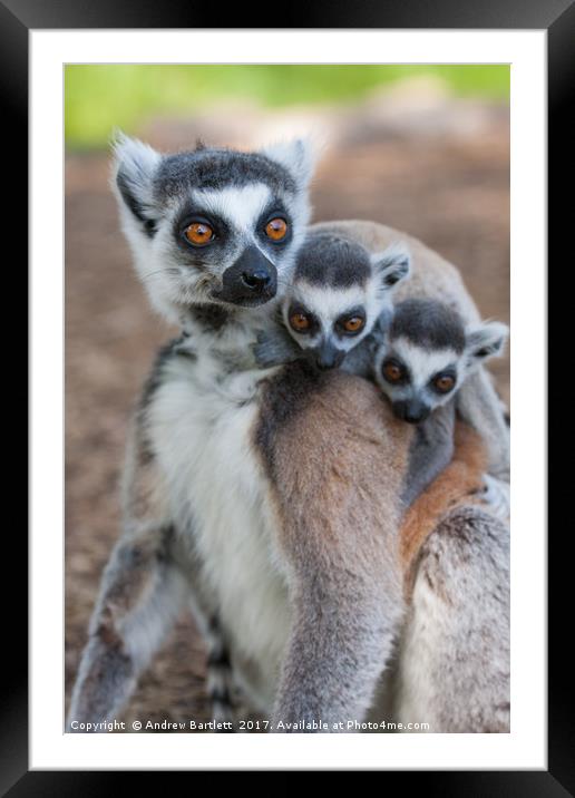 Ring Tailed Lemur family Framed Mounted Print by Andrew Bartlett